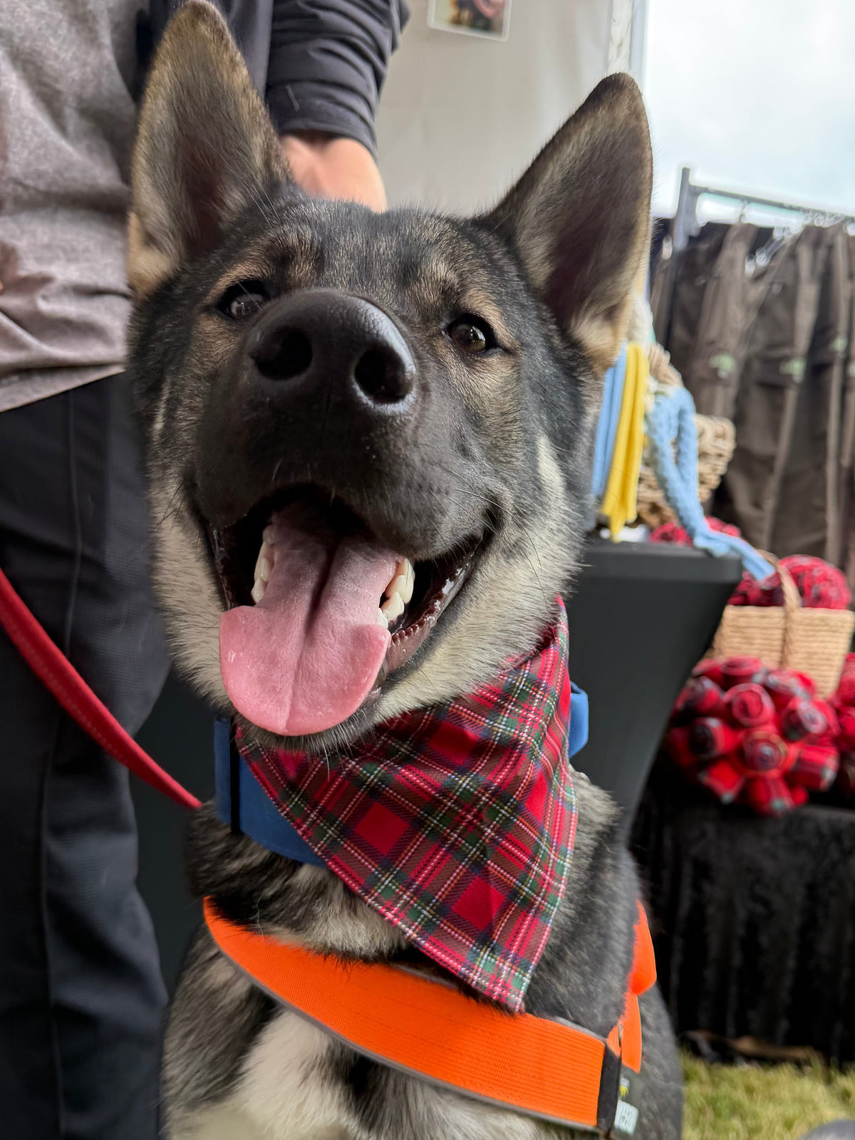 Royal Stewart Tartan Dog Bandana