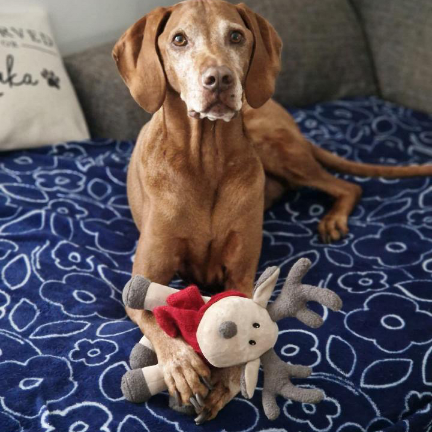 Luxury Plush and Squeaky Festive Reindeer