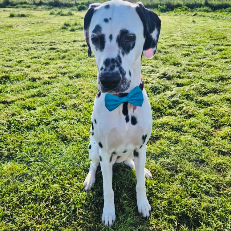 Bow Collar Accessory Turquoise Blue