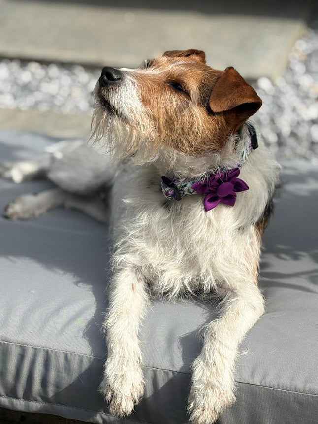 Adjustable Collar Bonnie Thistle