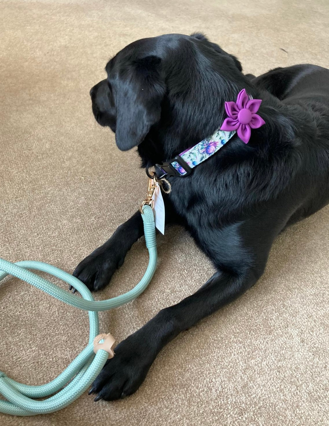 Adjustable Collar Bonnie Thistle