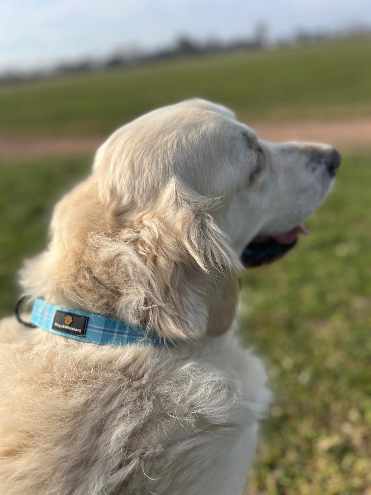 Turquoise Tartan Collar