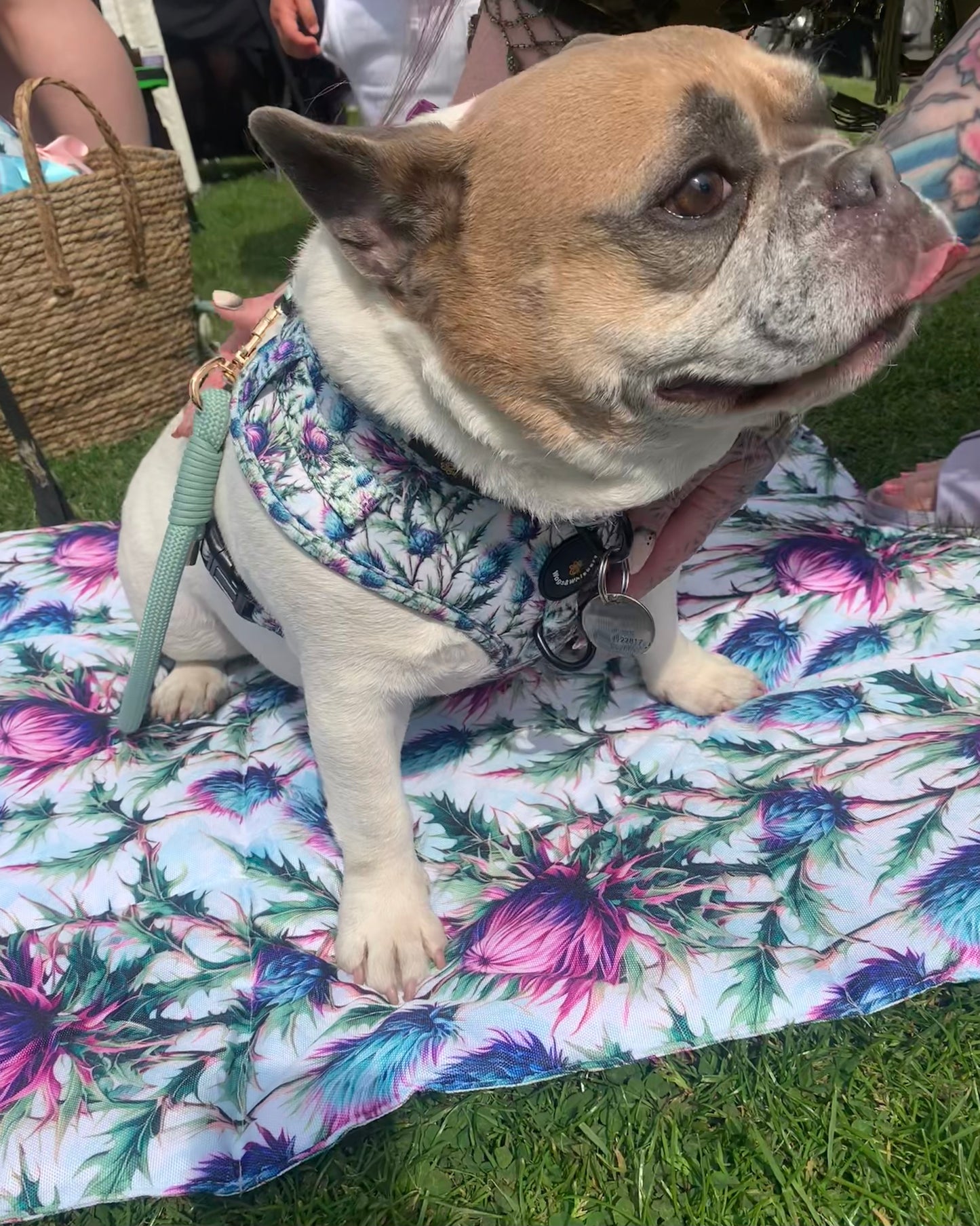 Adjustable Harness Bonnie Thistle