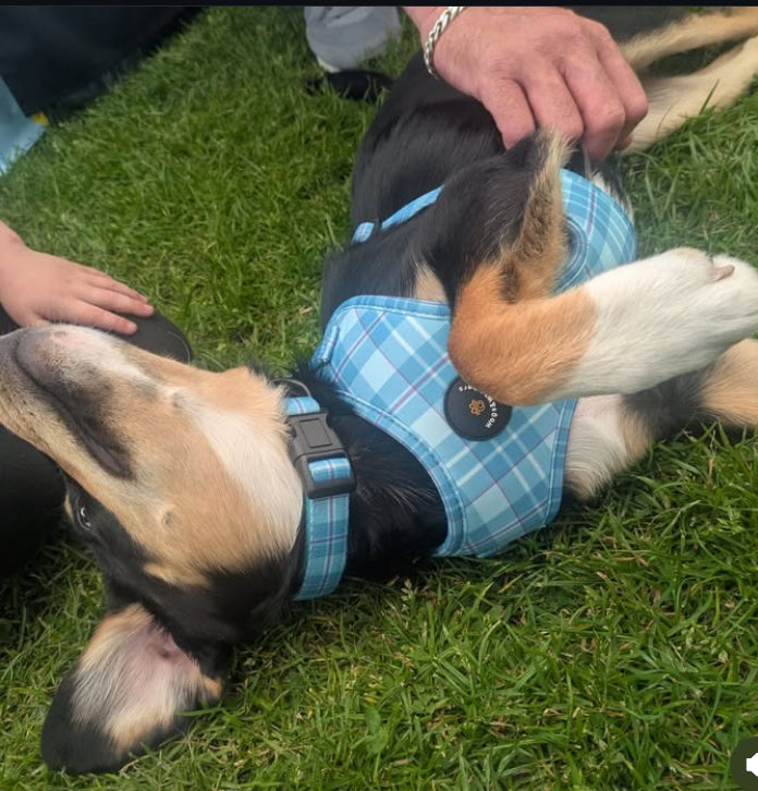 Turquoise Tartan Collar