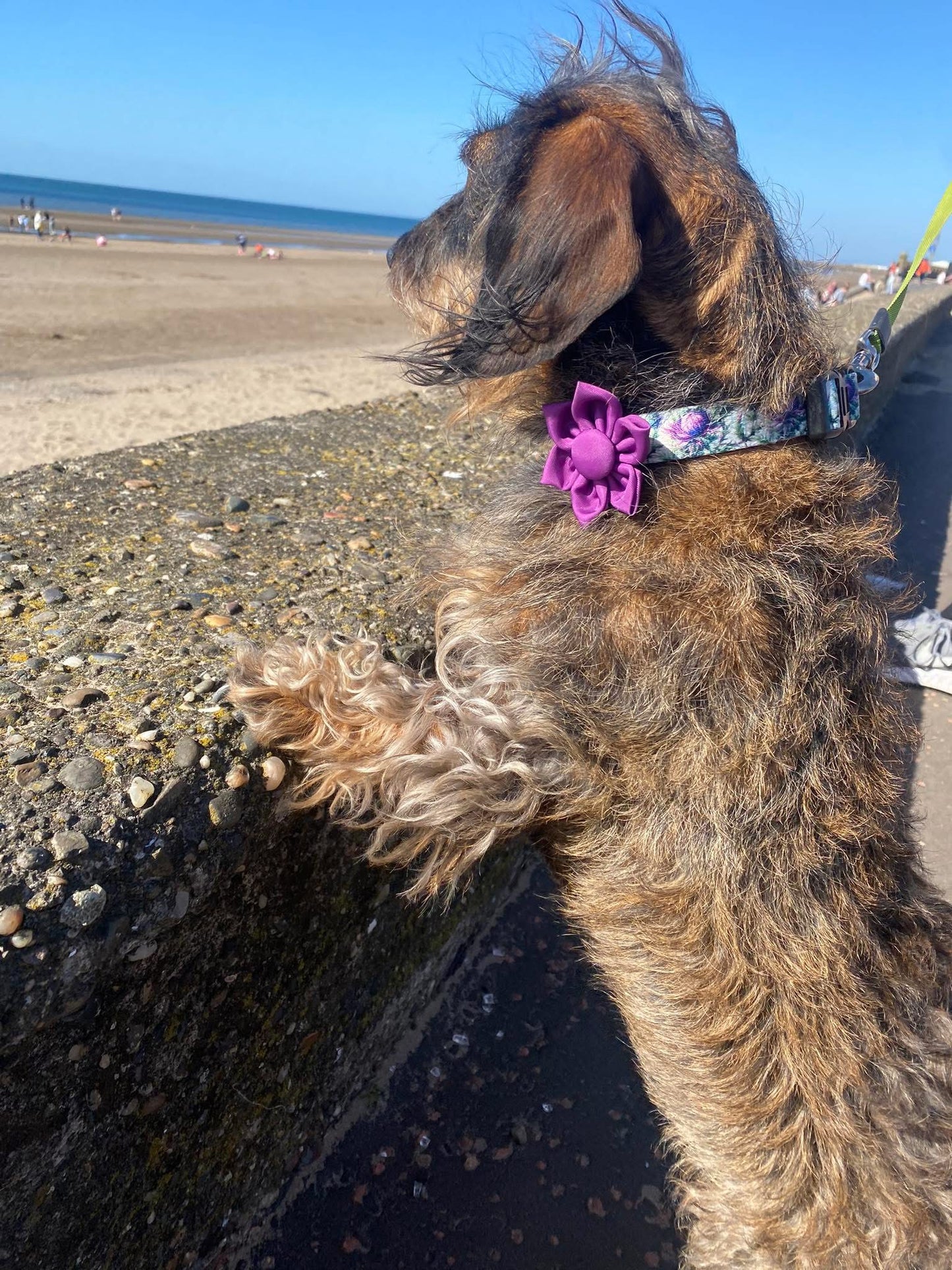Adjustable Collar Bonnie Thistle