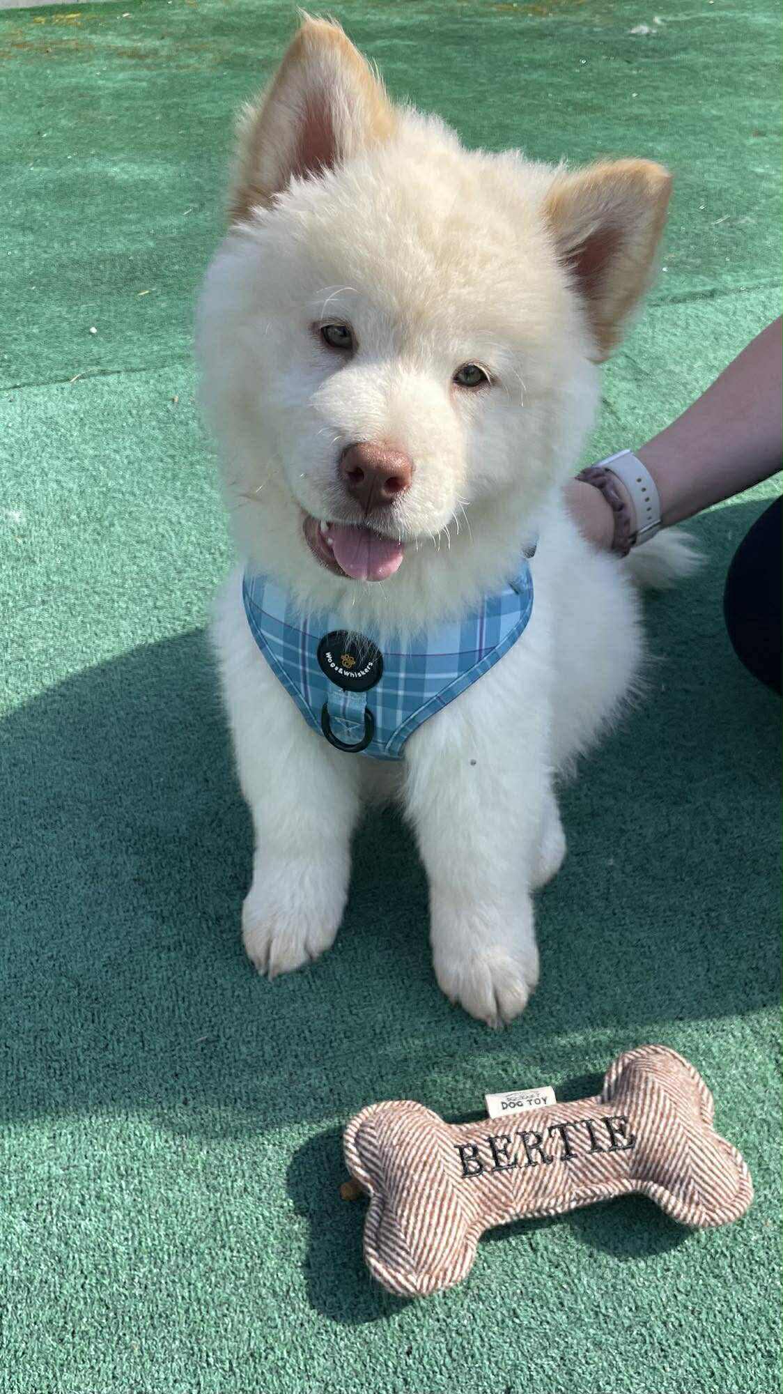 Turquoise Tartan Harness