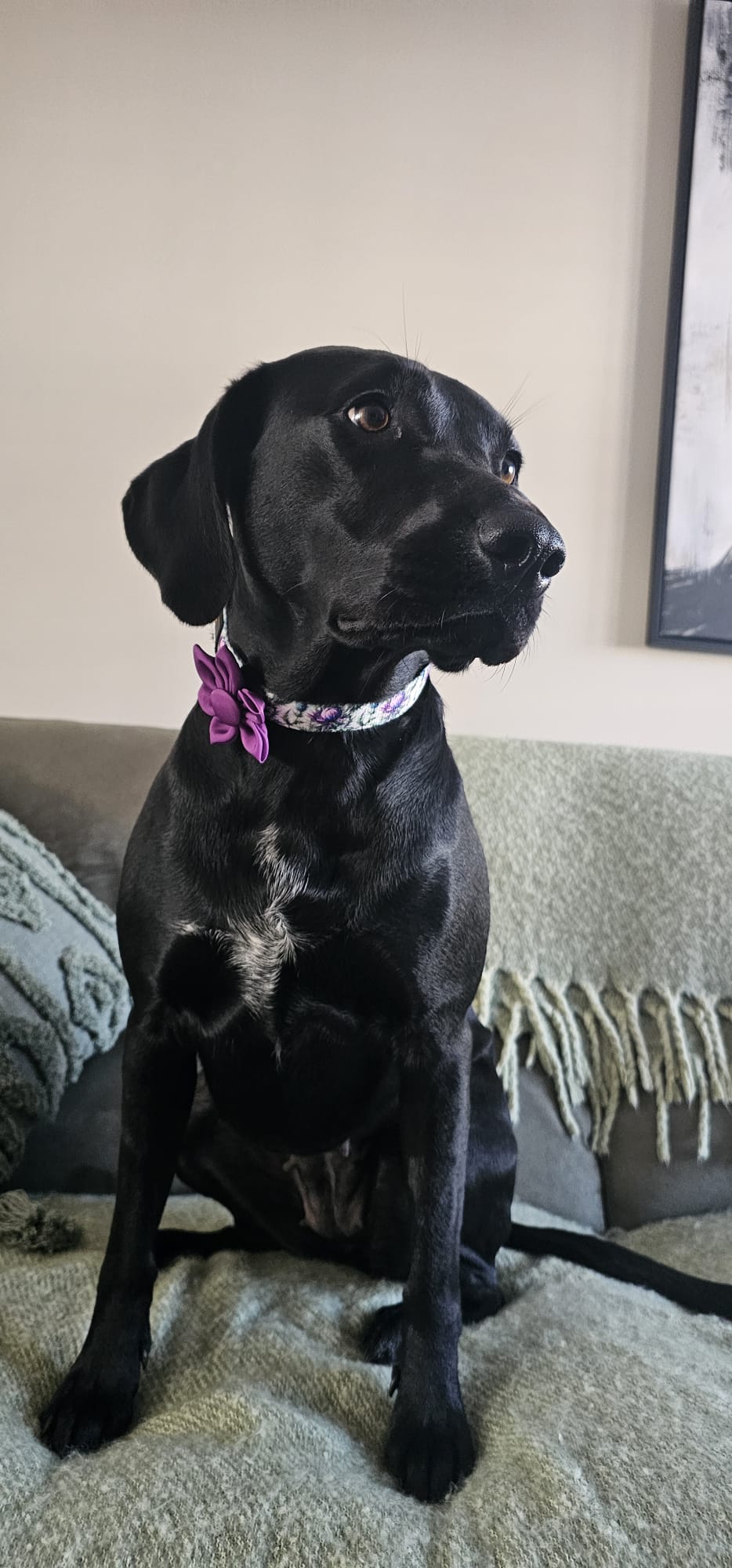 Bonnie Thistle Collar