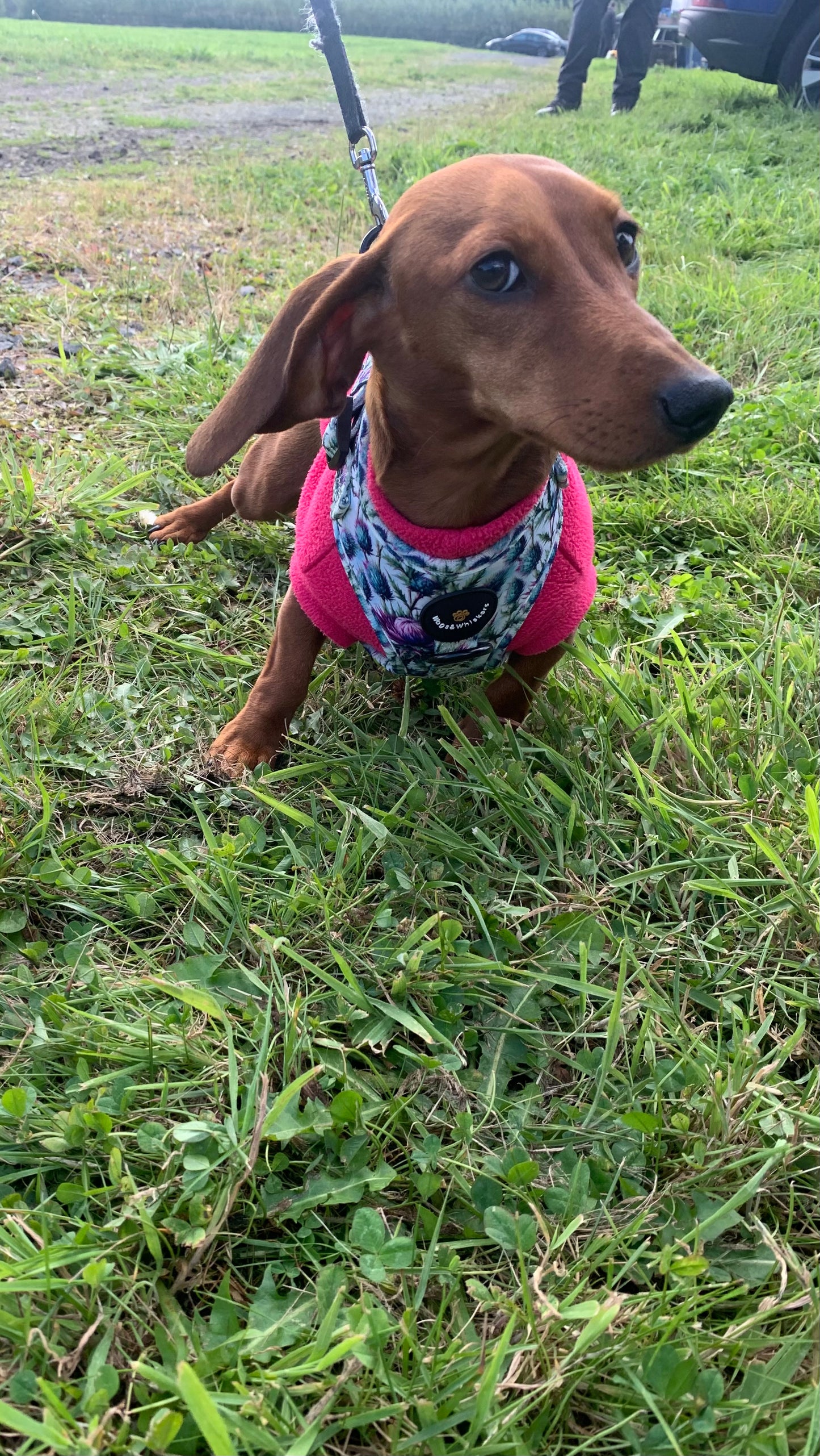 Bonnie Thistle Harness