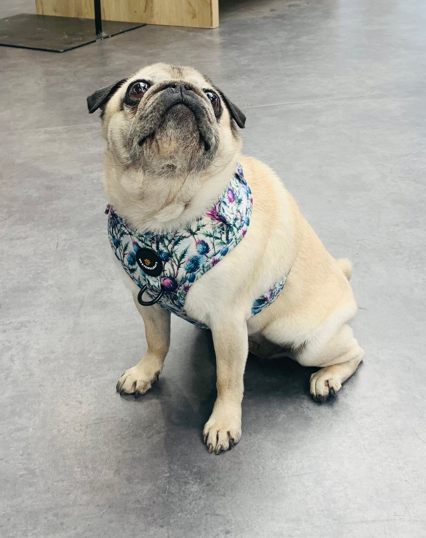 Adjustable Harness Bonnie Thistle