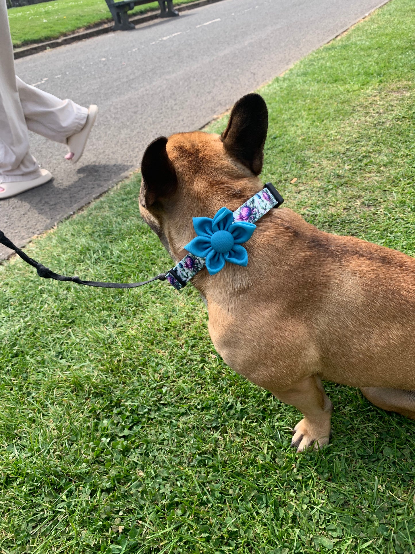 Flower Pet Collar Accessory Turquoise Blue