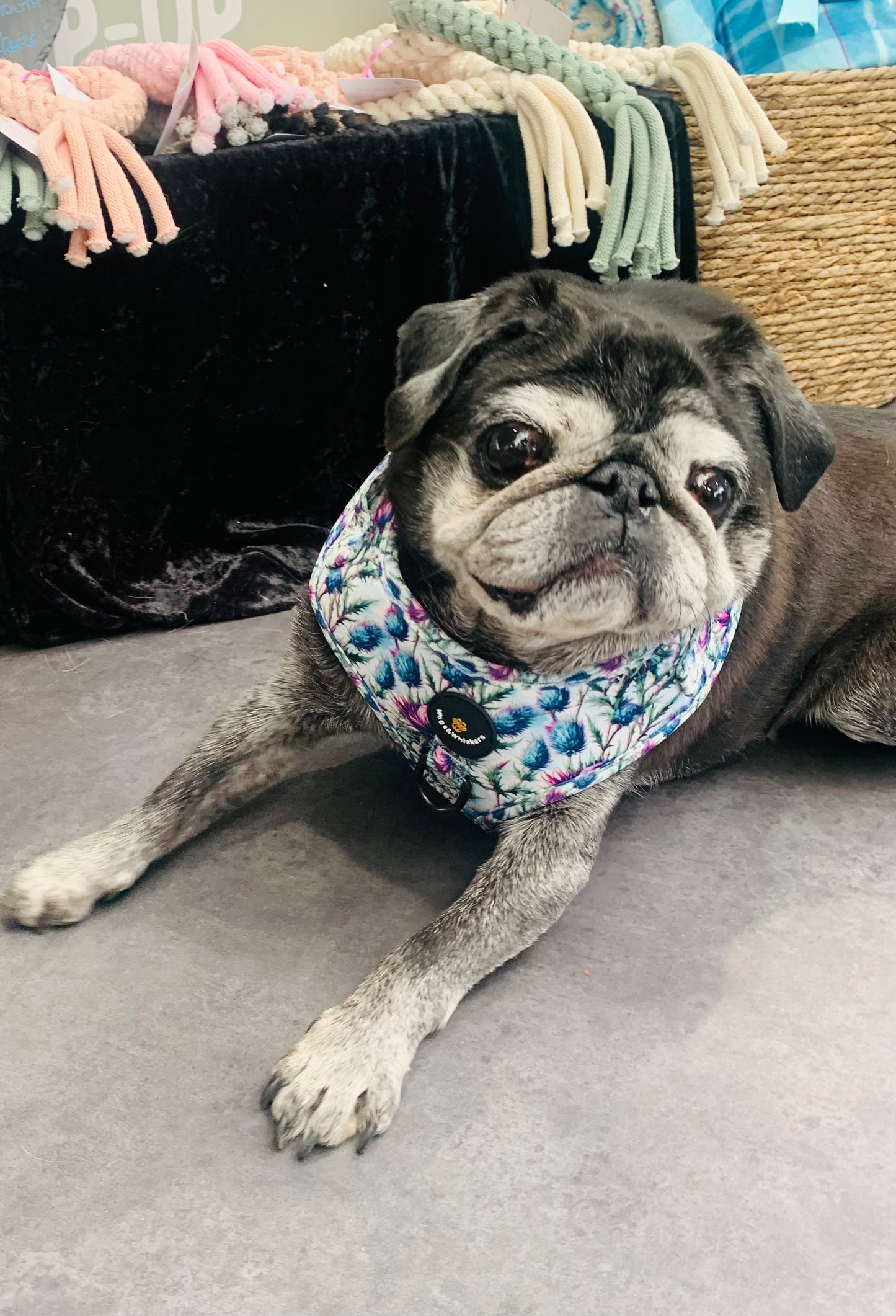 Bonnie Thistle Harness