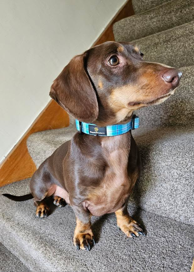Turquoise Tartan Collar