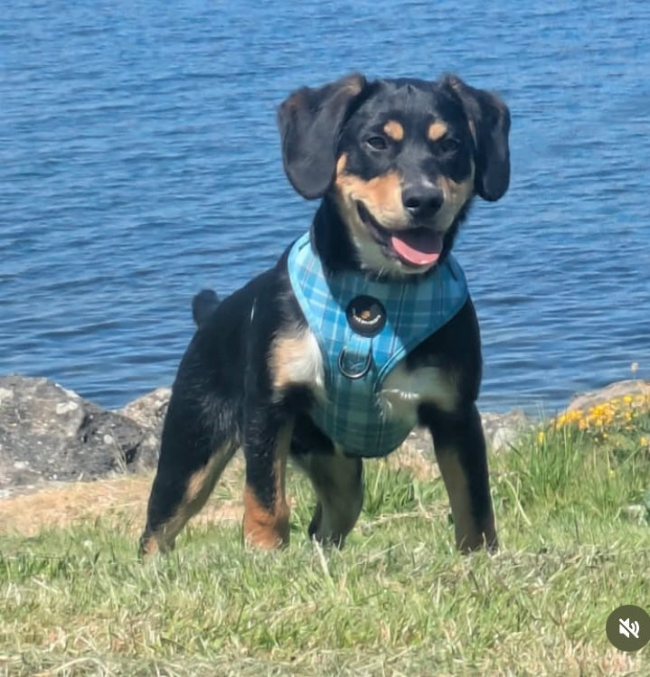 Turquoise Tartan Harness