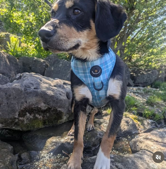 Turquoise Tartan Harness