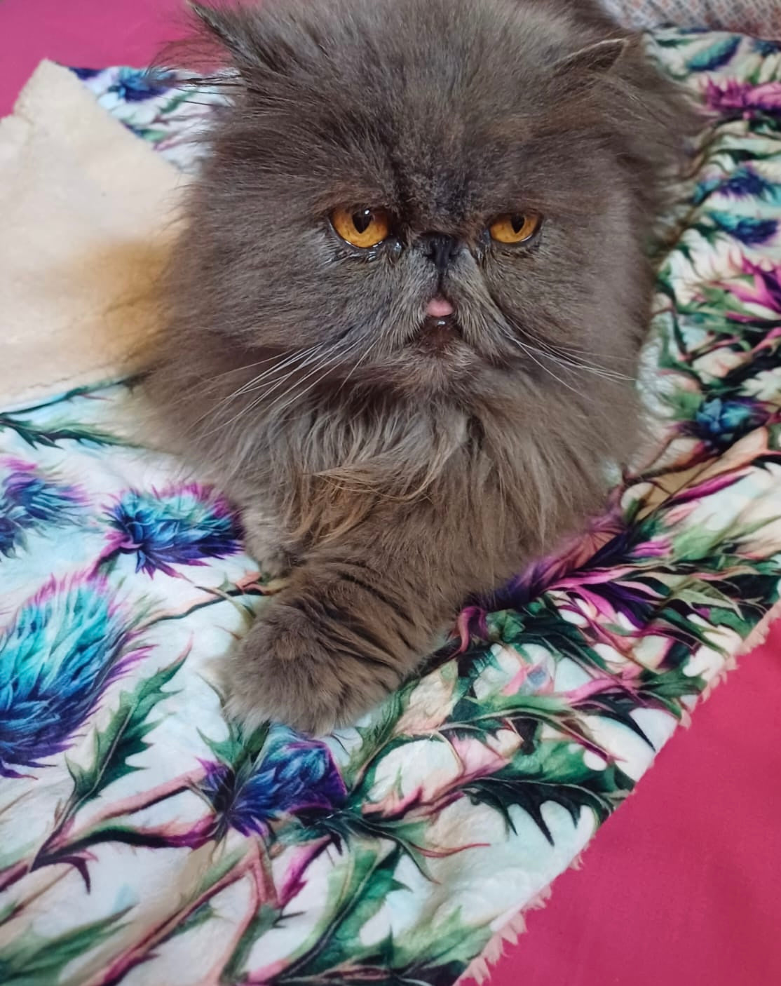 Bonnie Thistle Snuggle Blanket