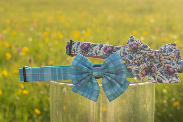 Arran Adventure Collar
