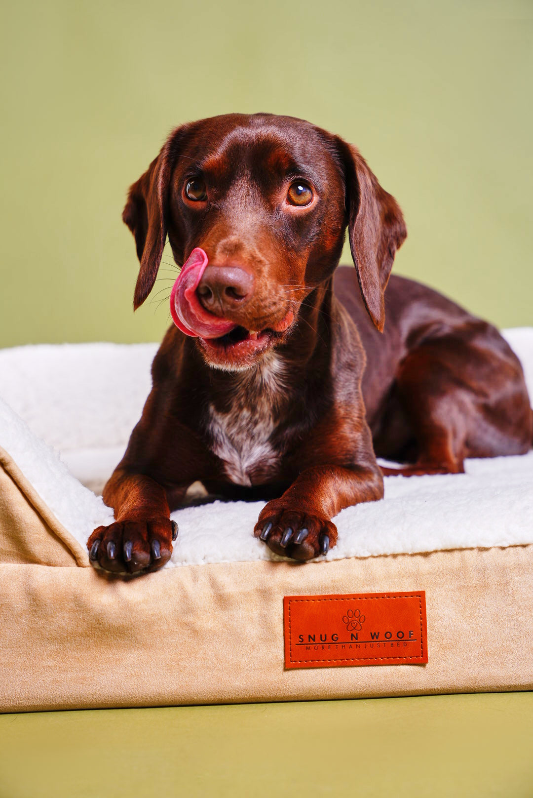 Washable Orthopaedic Dog Sofa Bed - Medium