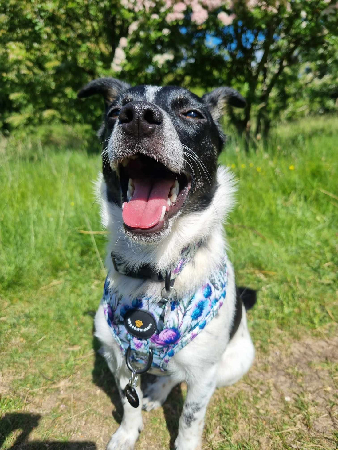 Paws & Sunshine: Summer Tips & Our Favourite Picks