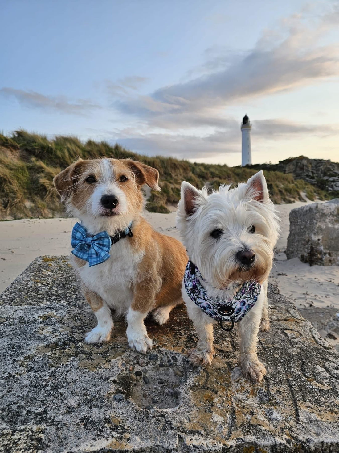 Fresh Starts, Wagging Tails & Spring Adventures