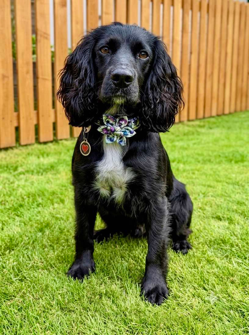 Collar de cardo Bonnie
