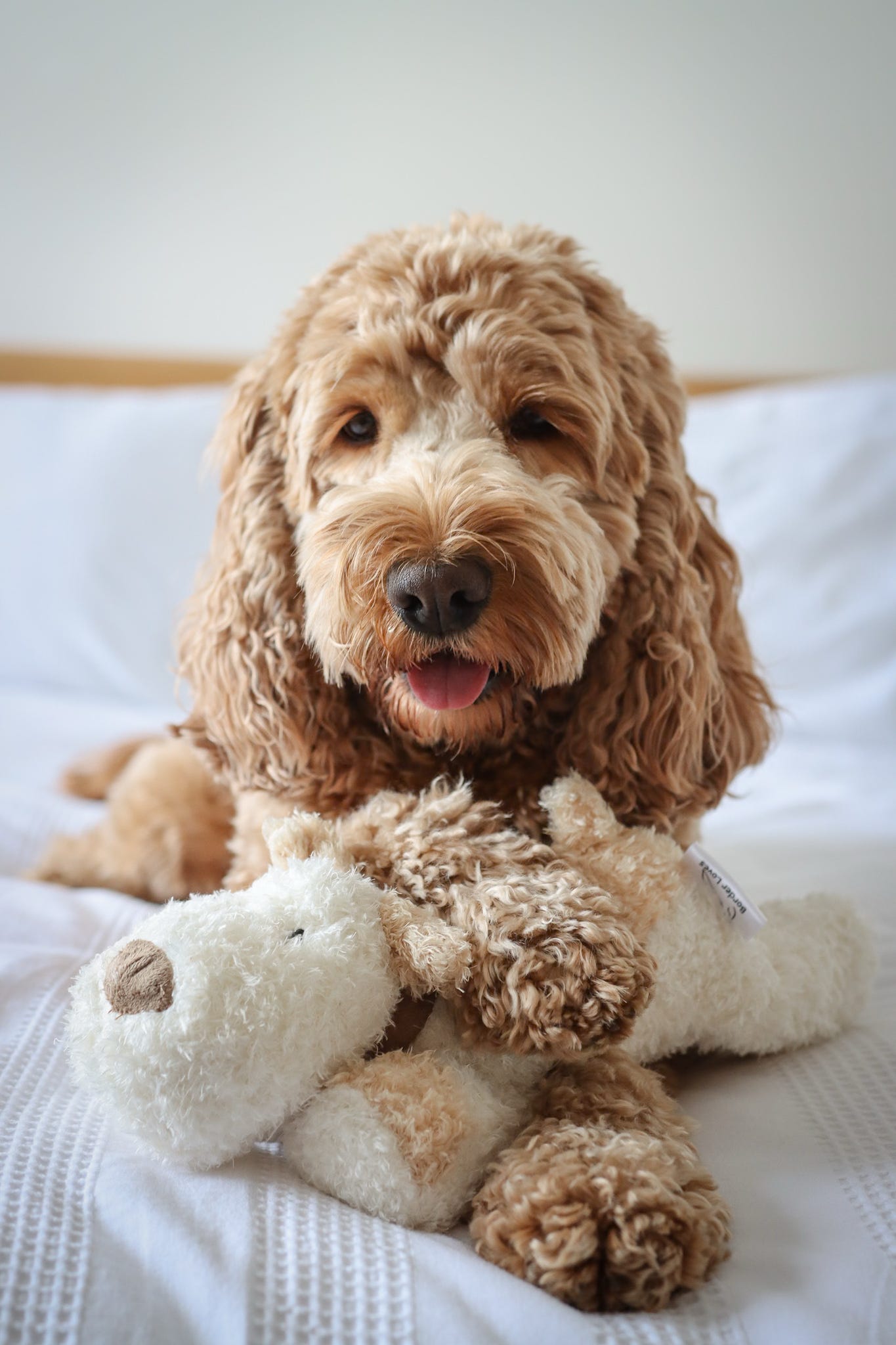 ‘Bingley’ - Popular Plush Squeaky Squidgy Dog Toy