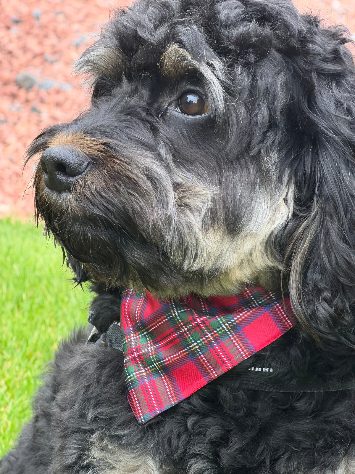 Royal Stewart Tartan Dog Bandana