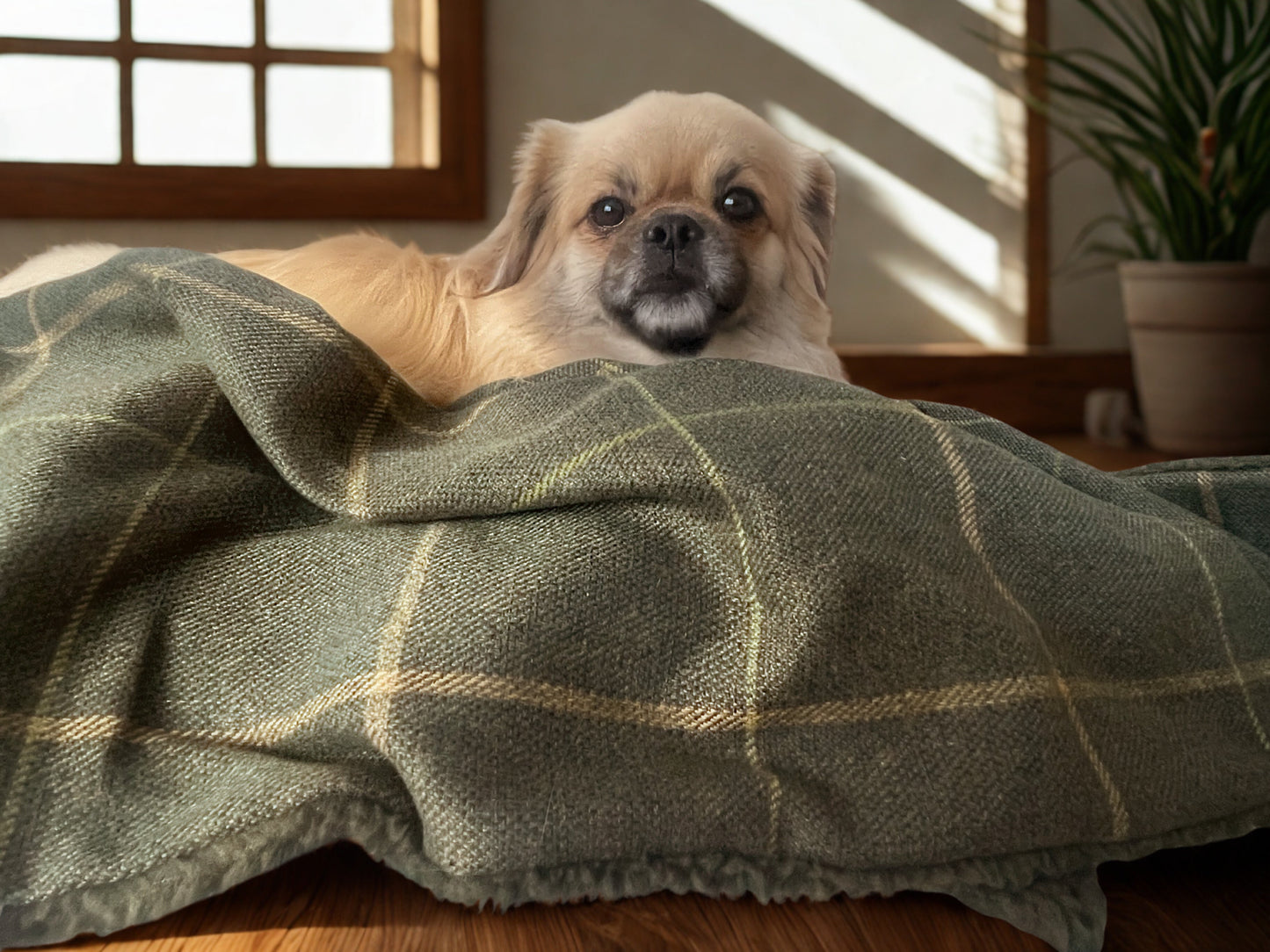 The Arlo Collection Dog/Pet Blanket - Forest Green Check