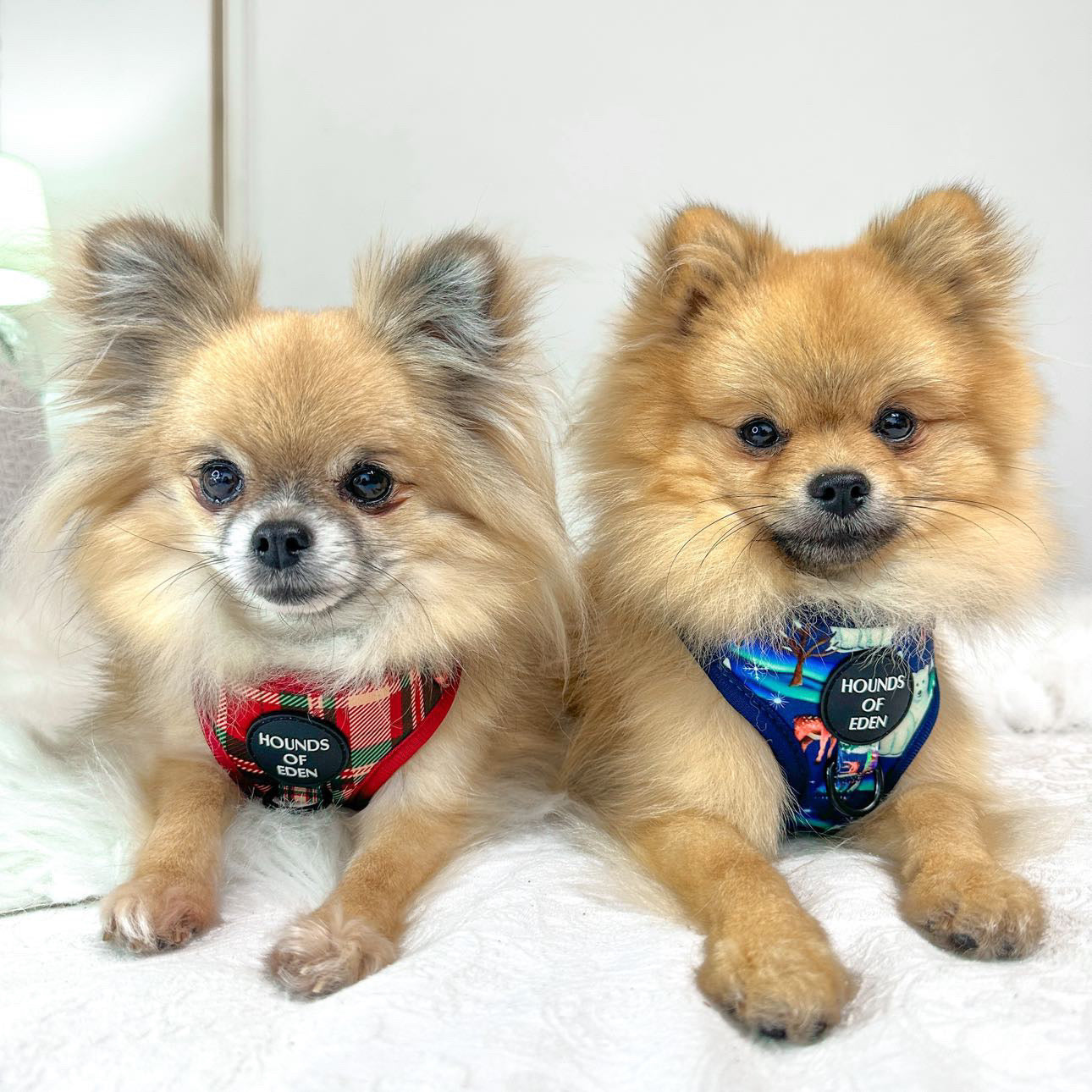 Tartan Me Up - Red & Cream Tartan Dog Snood