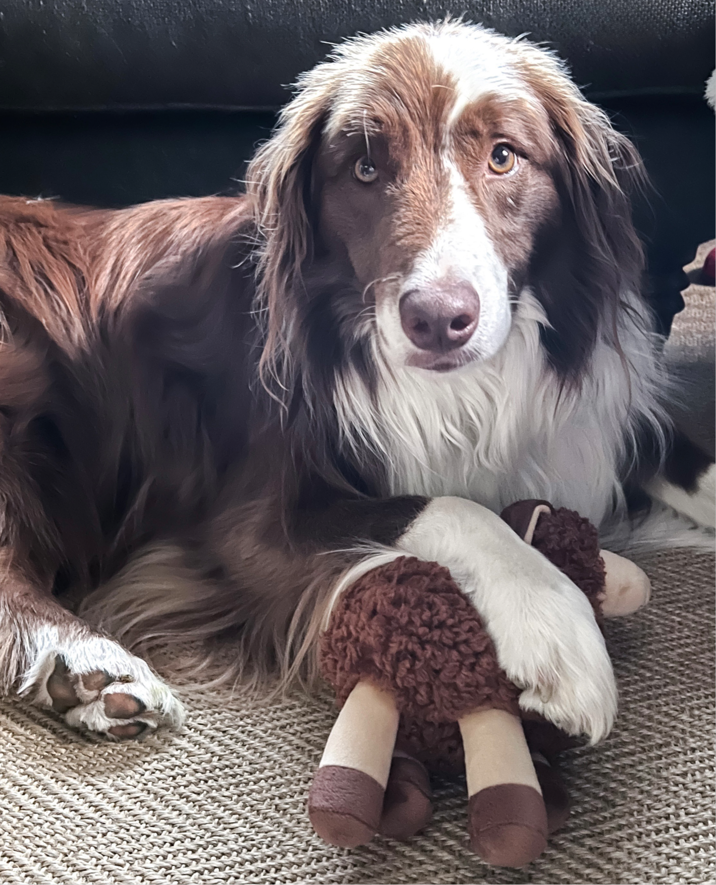 Best Selling Sansa Sheep Dog Toy