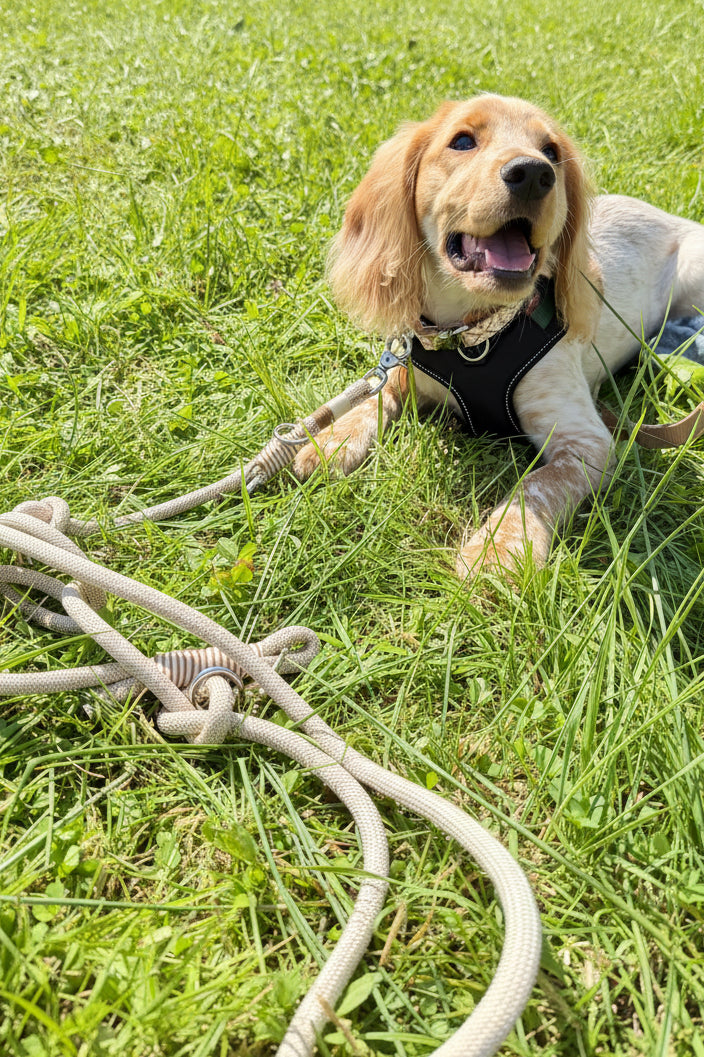Cream Jacquard Dog Collar & Multiway Leash Set