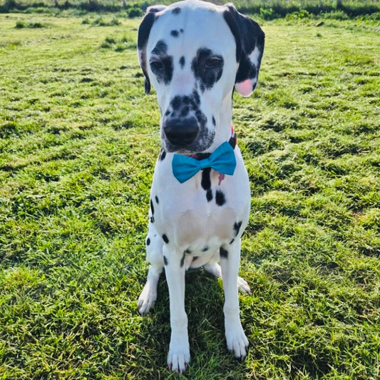 Bow Collar Accessory Turquoise Blue