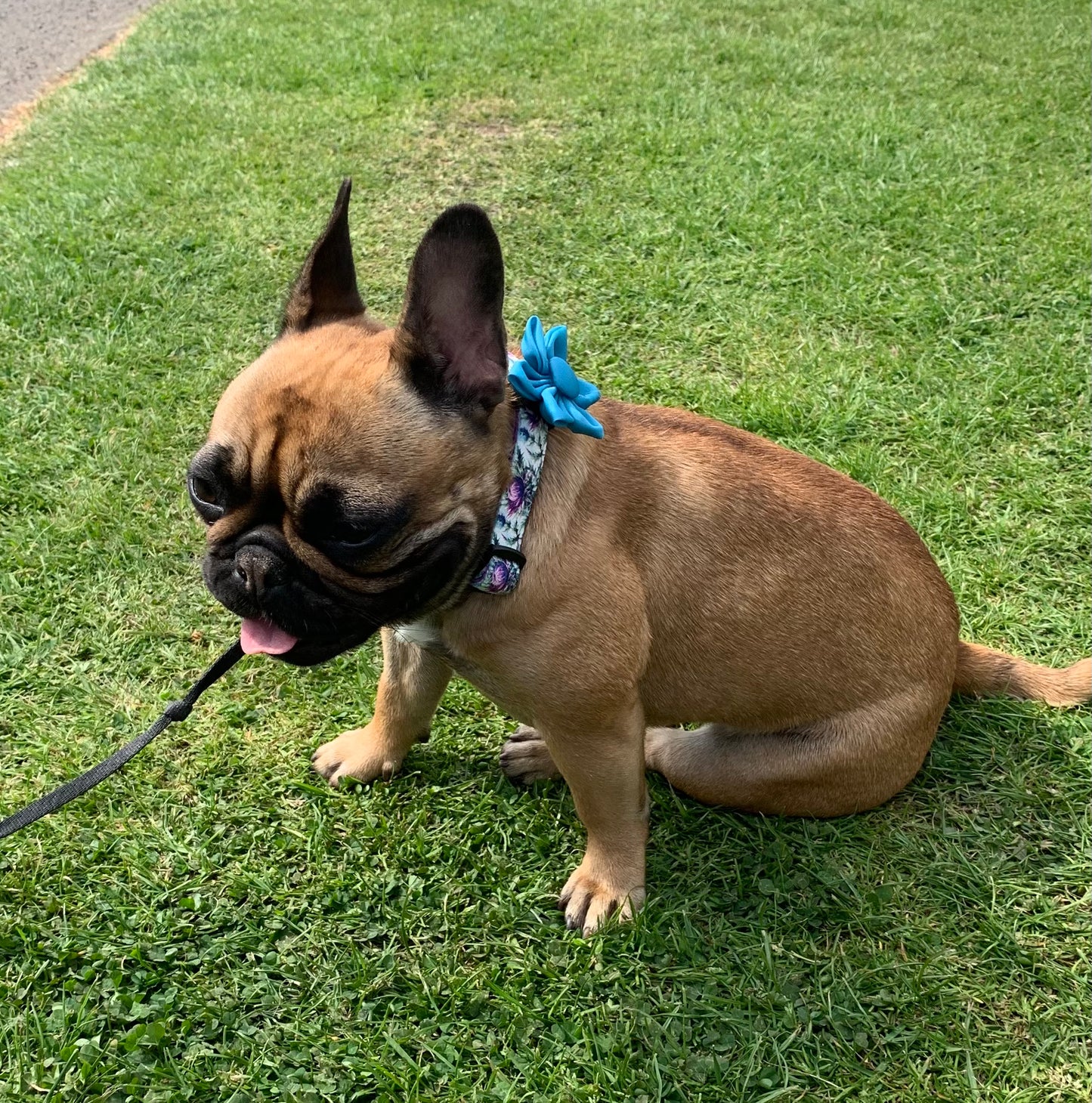 Flower Pet Collar Accessory Turquoise Blue