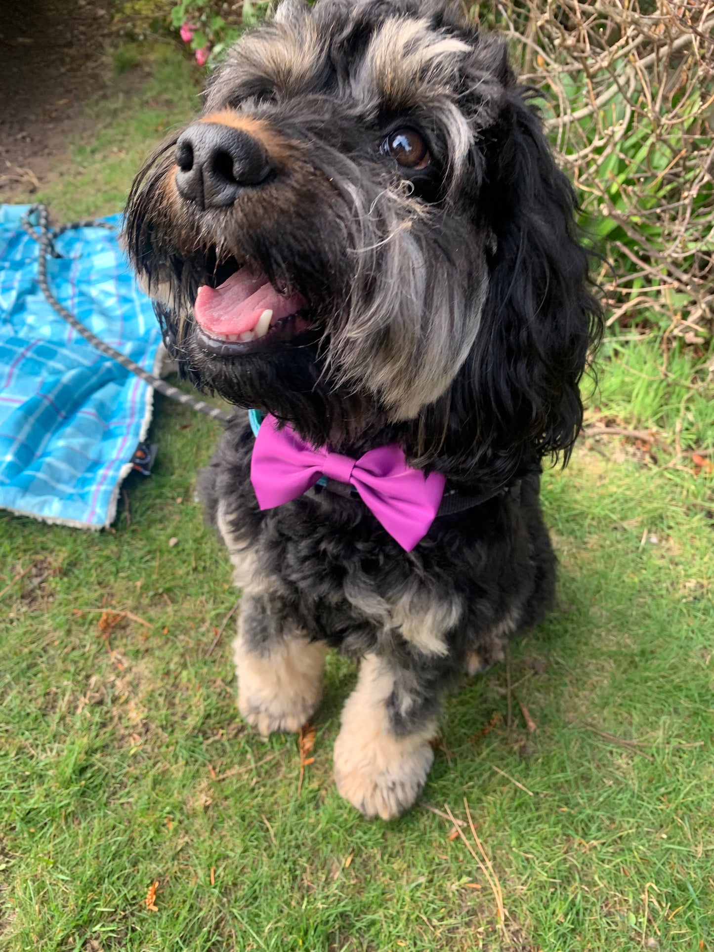 Bow Collar Accessory Magenta Purple