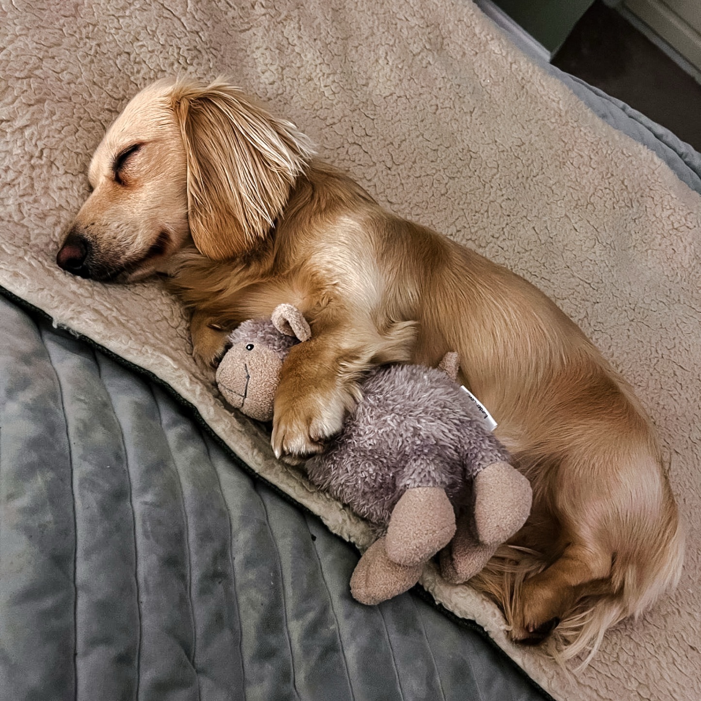 Best Selling Luca Lamb Dog Toy