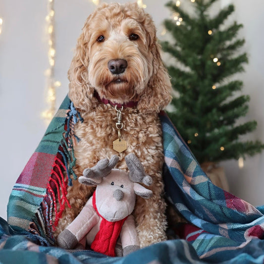 Luxury Plush and Squeaky Festive Reindeer
