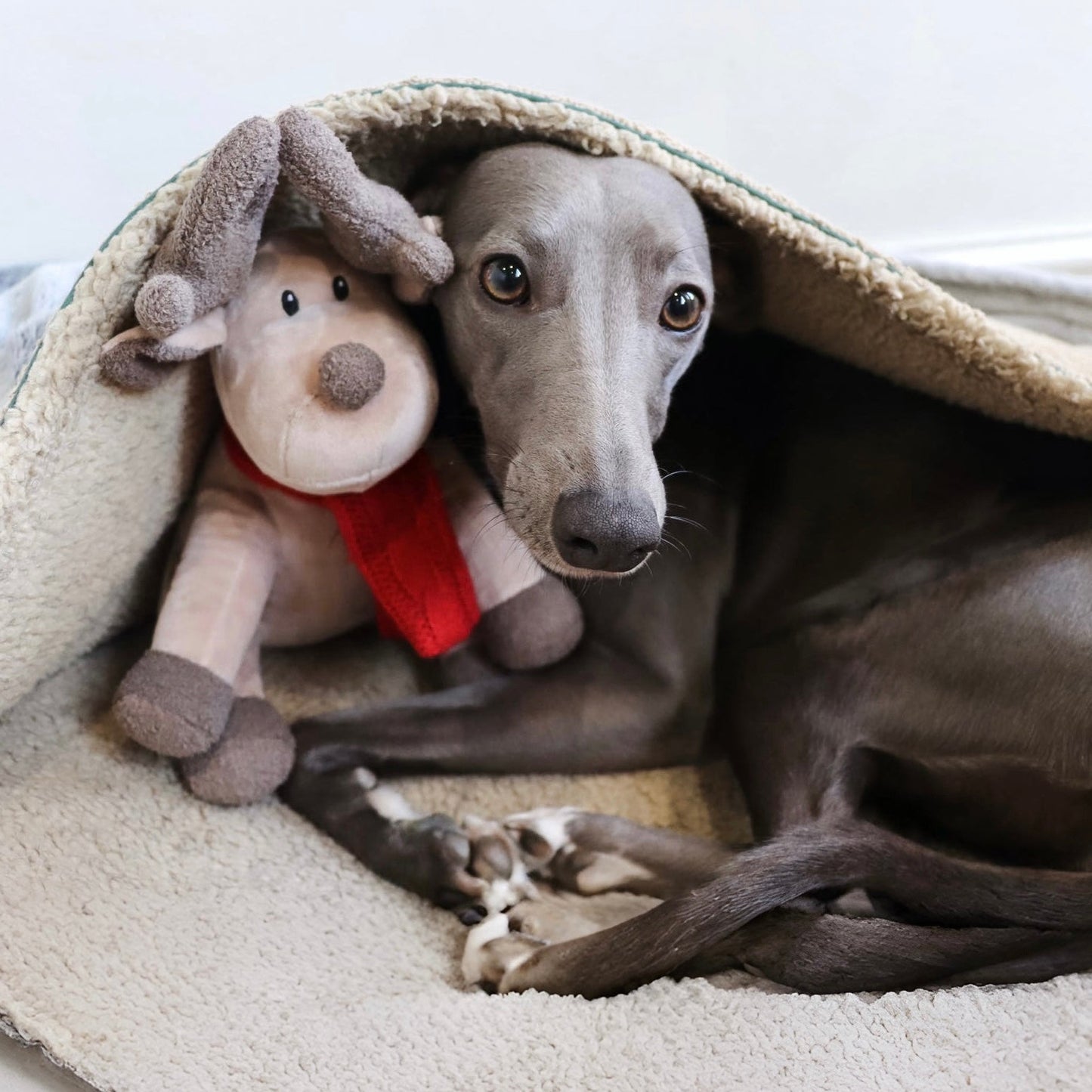 Luxury Plush and Squeaky Festive Reindeer