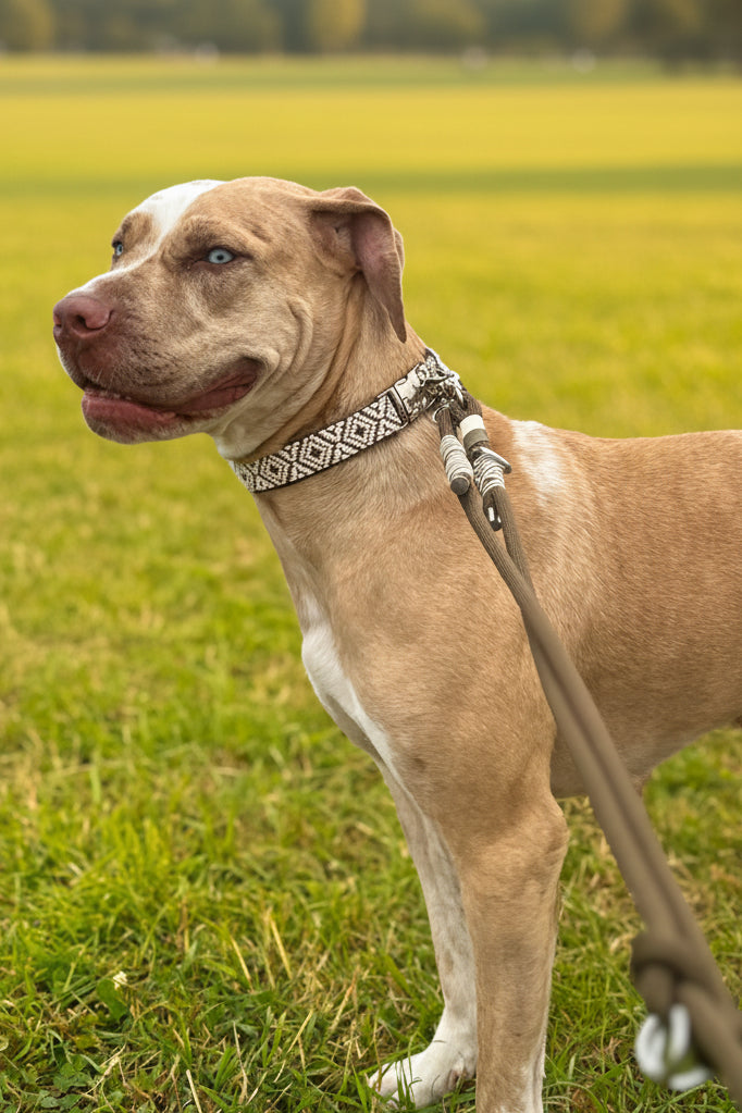 Khaki Jacquard Collar & Multiway Leash Set