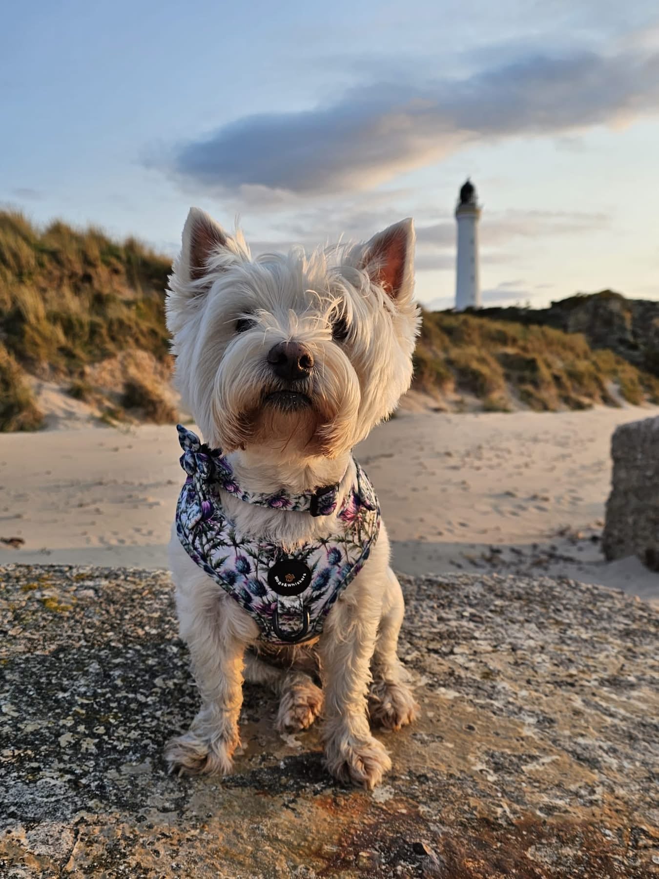 Bonnie Thistle Collar