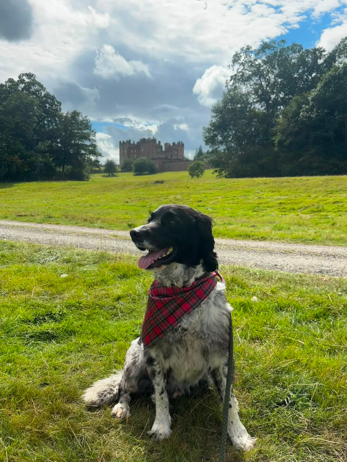 Royal Stewart Tartan Dog Bandana
