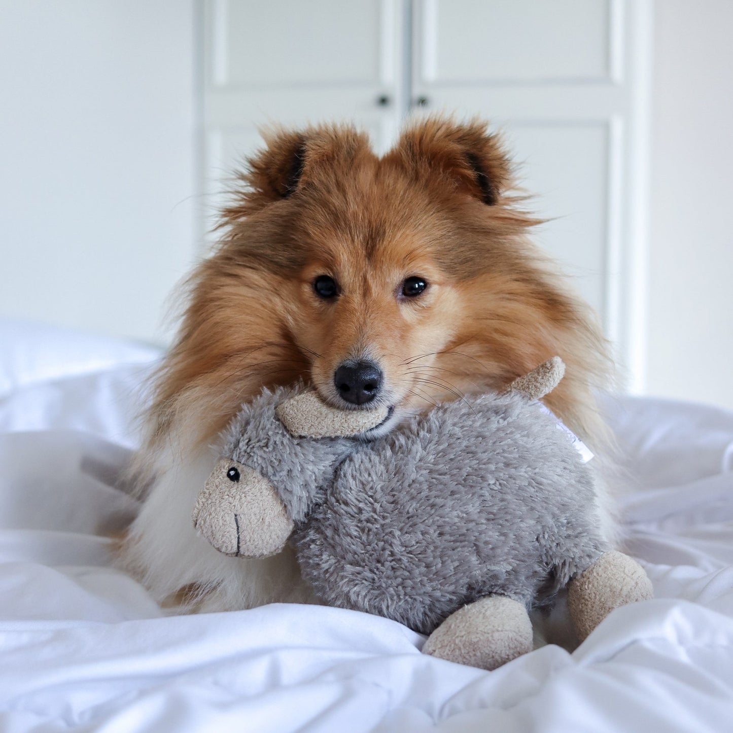 Best Selling Luca Lamb Dog Toy