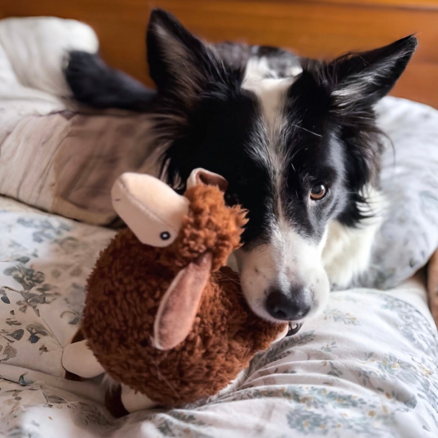 Best Selling Sansa Sheep Dog Toy