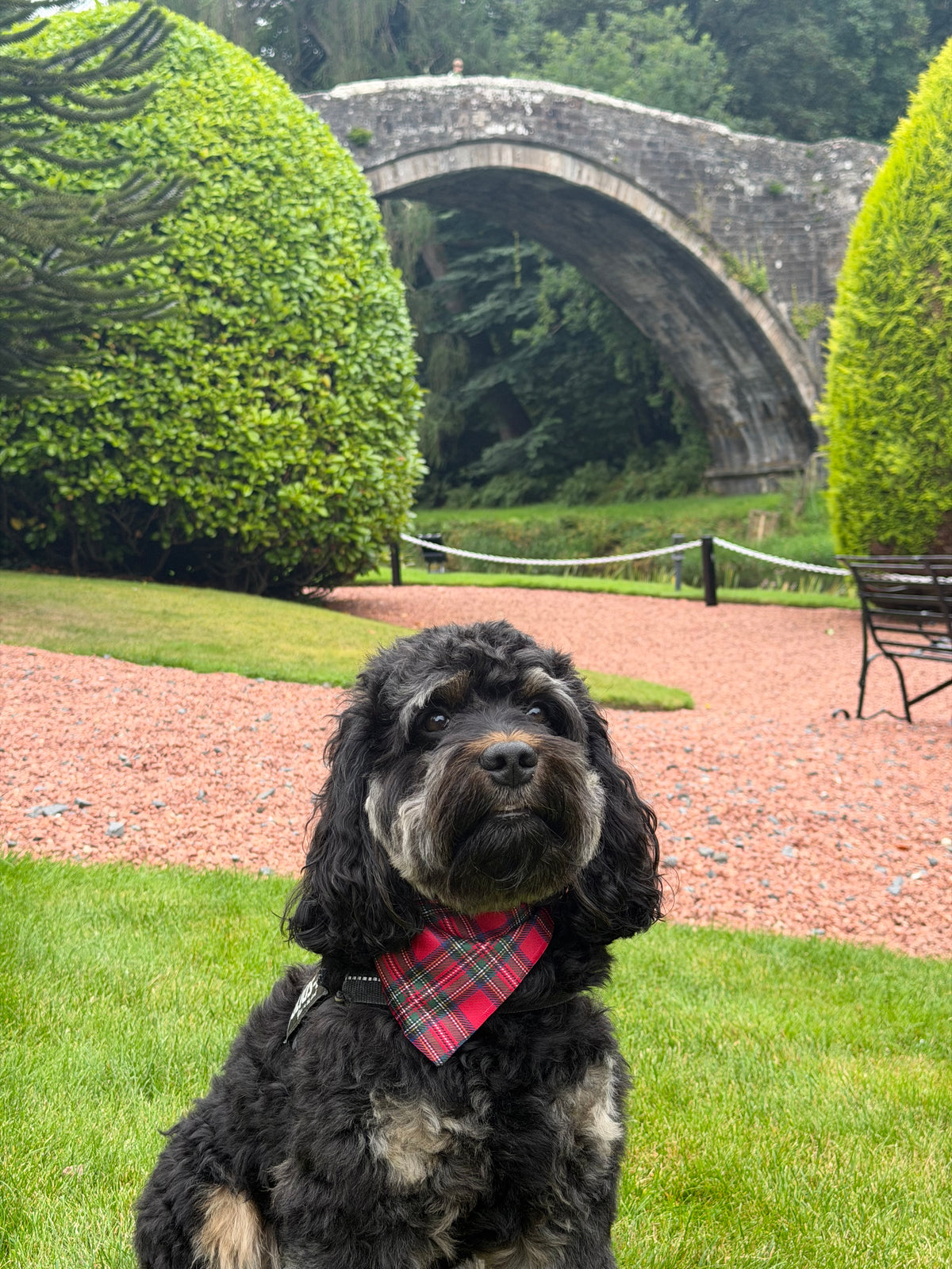 Royal Stewart Tartan Dog Bandana