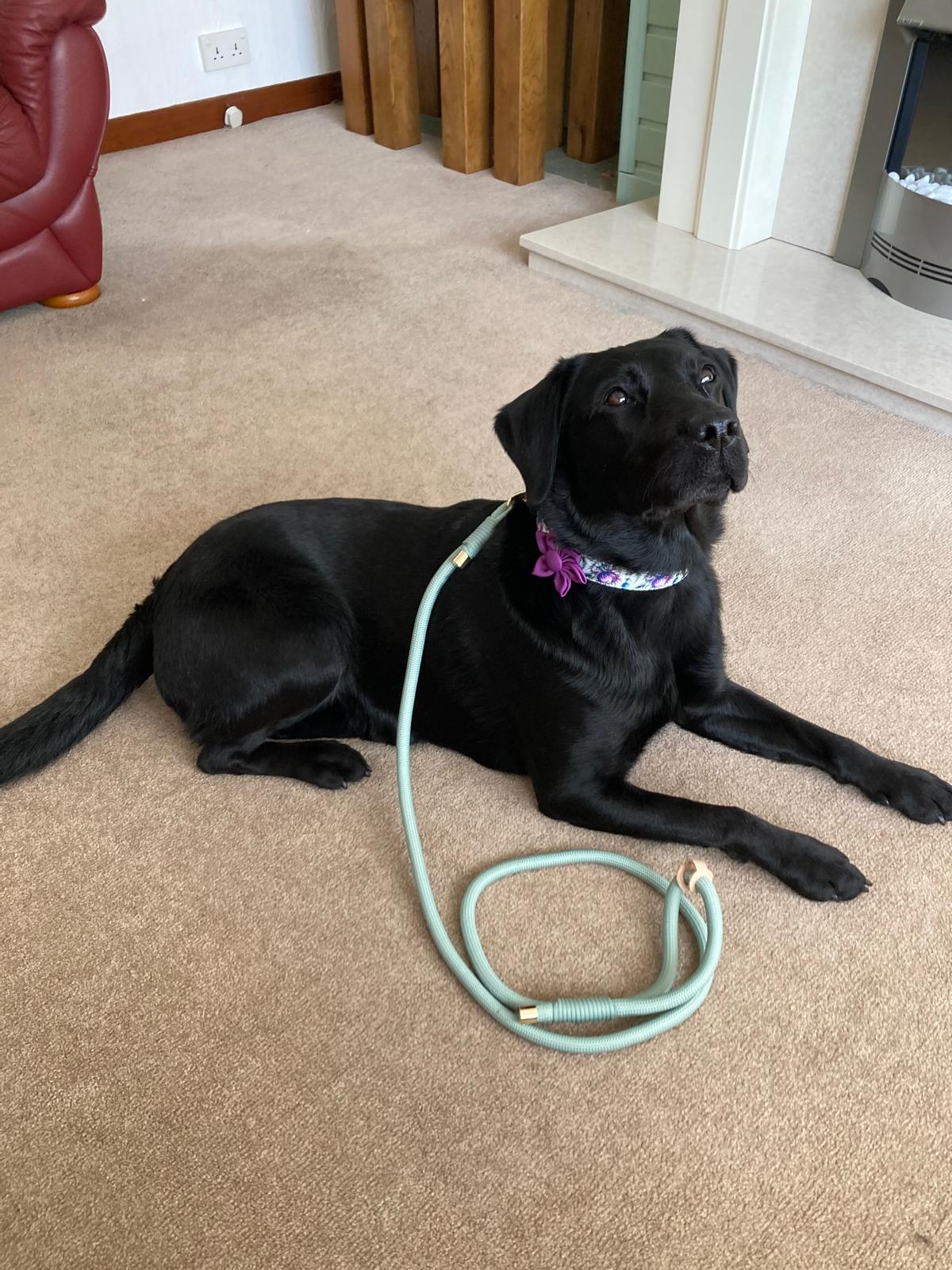 Sage Green Rope Dog Leash Flexible and Lightweight