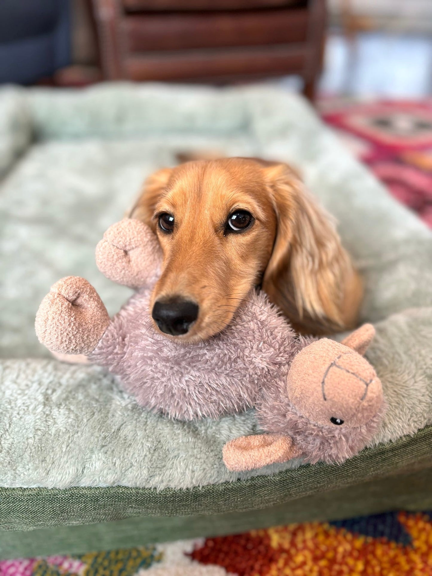 Best Selling Luca Lamb Dog Toy