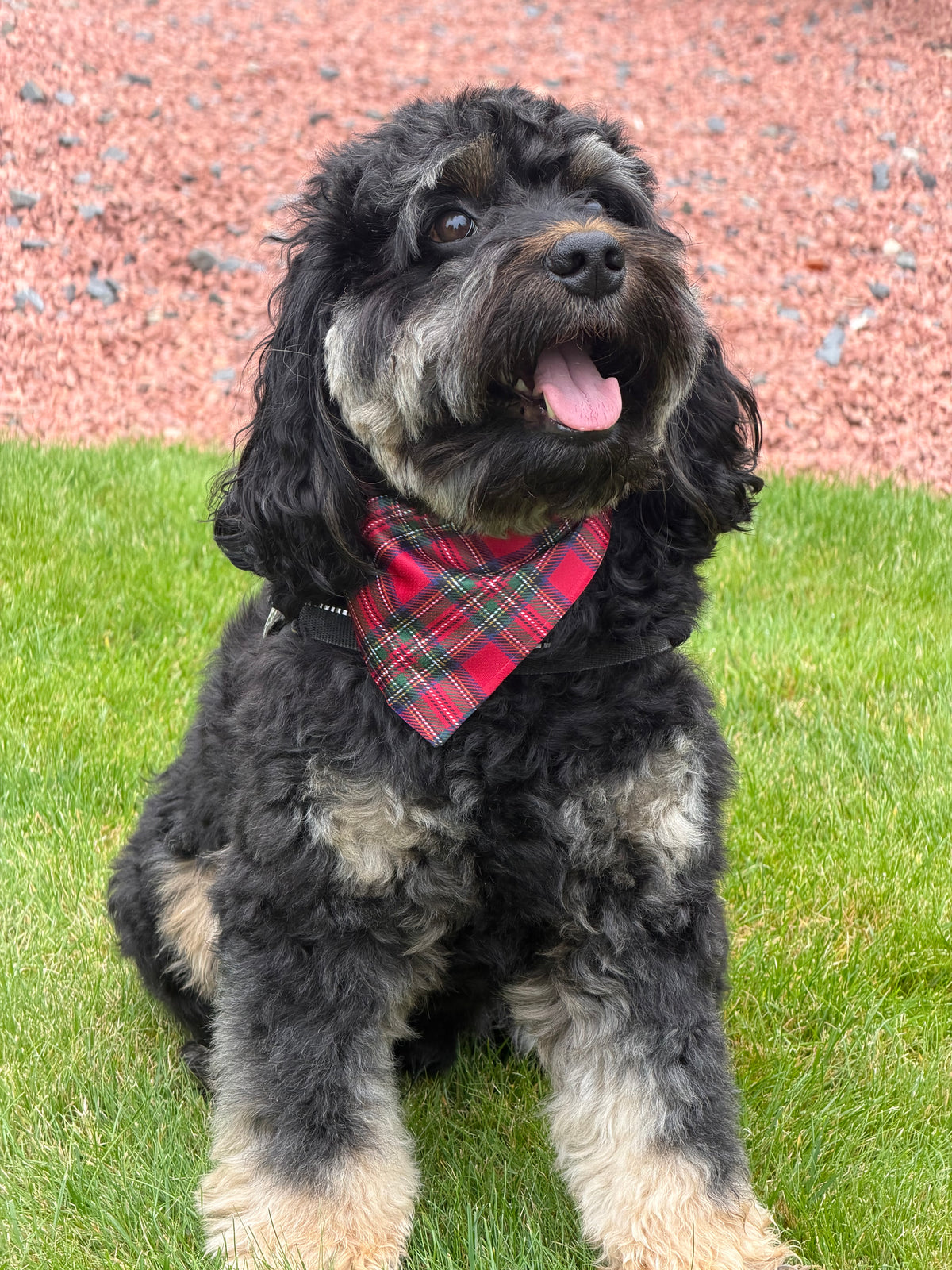 Royal Stewart Tartan Dog Bandana
