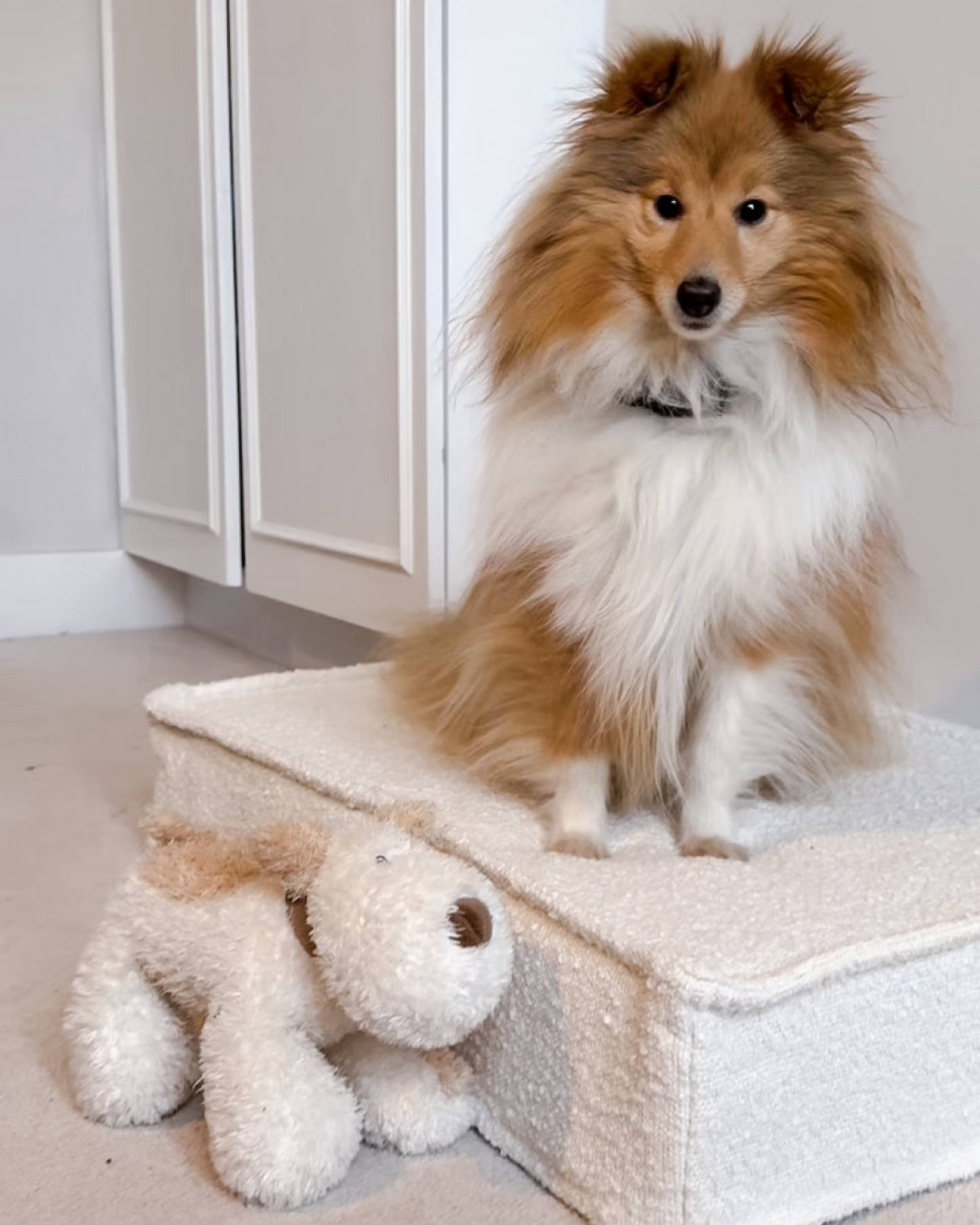 ‘Bingley’ - Popular Plush Squeaky Squidgy Dog Toy