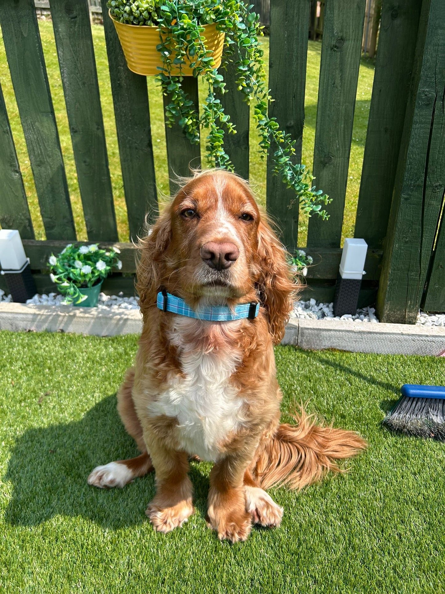Brown and white dog sitting on a grassy area with a wooden fence and plants in the background.