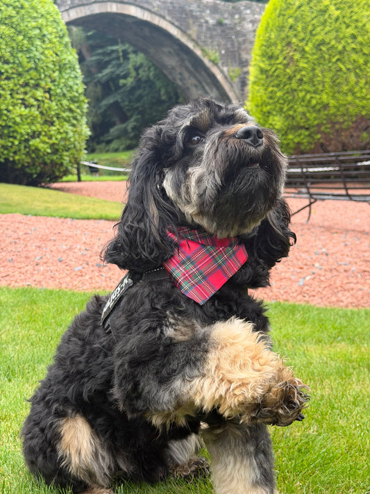 Royal Stewart Tartan Dog Bandana