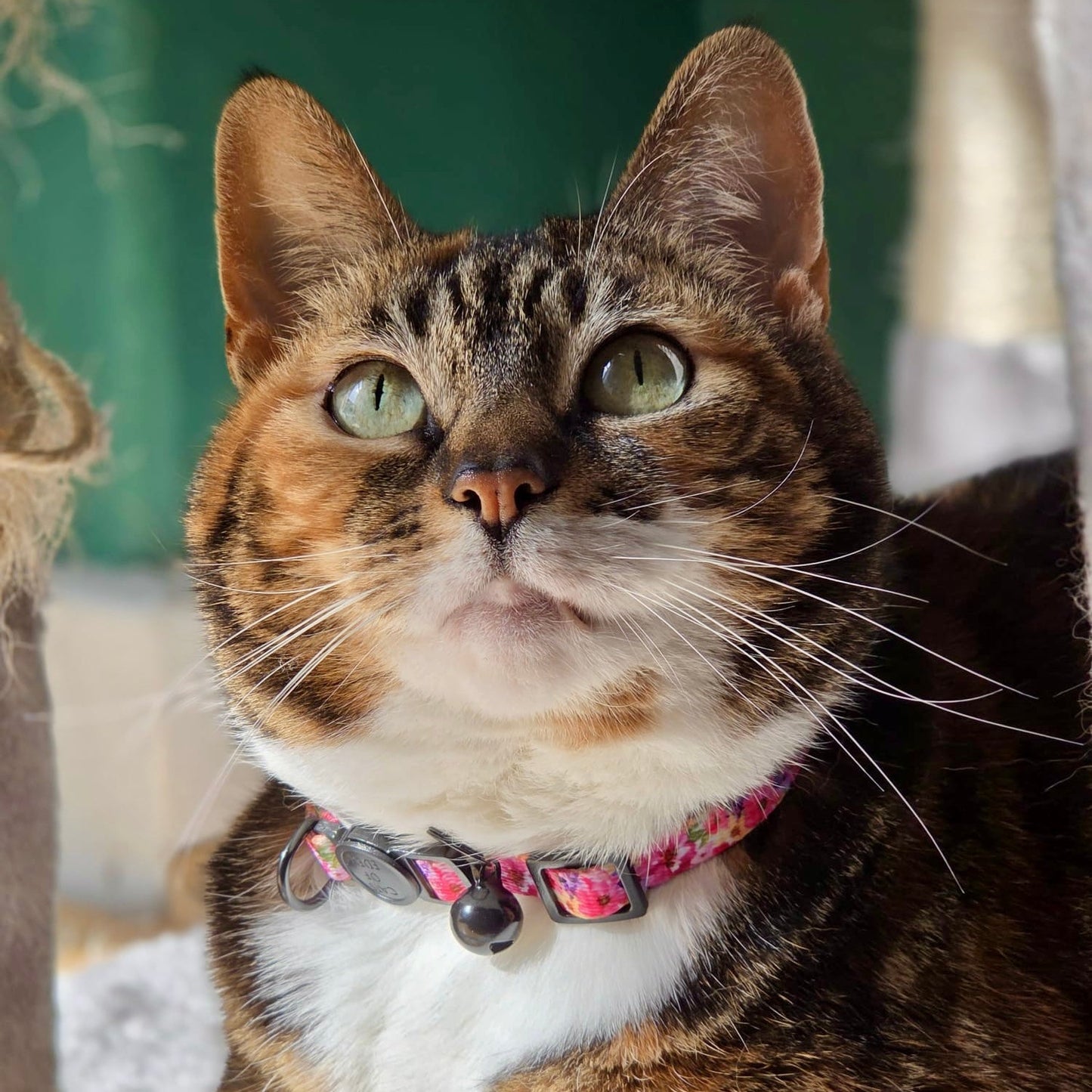 Florentina - Collier pour chat, taille unique