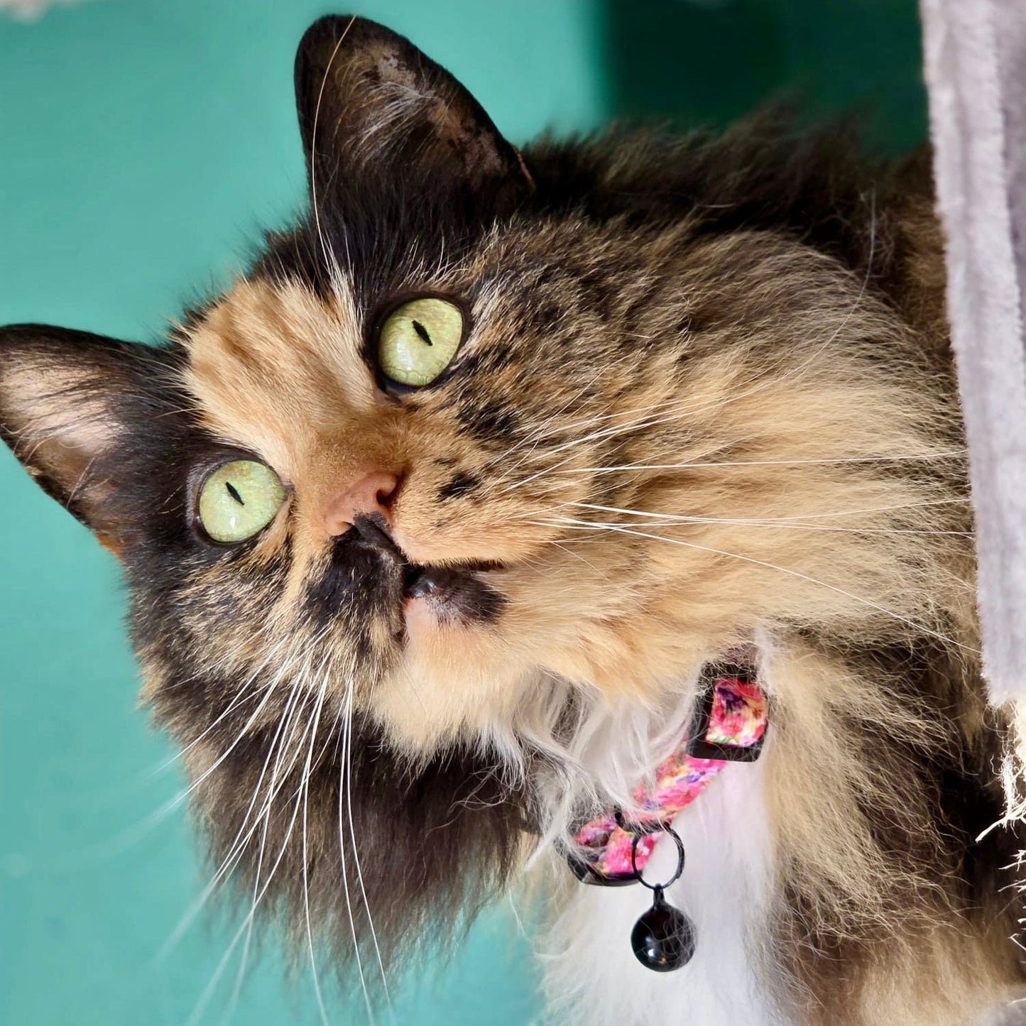Florentina - Collier pour chat, taille unique